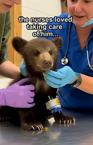Q0505002 We rescued this bear cub (Part 2)