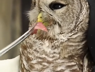 E0505006 This woman rescued a drowning owl and then released it back into the wild (Part 2)