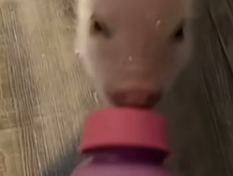 E0505008 This family rescued a weak, abandoned piglet and gave it a loving home (Part 2)