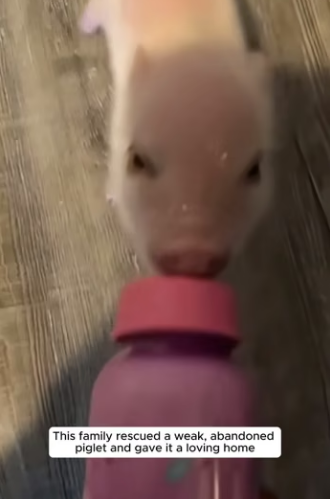 E0505008 This family rescued a weak, abandoned piglet and gave it a loving home (Part 2)