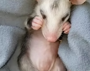 E0505009 This woman rescued a baby opossum that had lost its mother and then (Part 2)