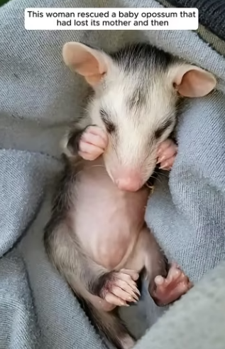 E0505009 This woman rescued a baby opossum that had lost its mother and then (Part 2)