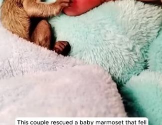 E0505010 This couple rescued a baby marmoset that fell into the water and then (Part 2)