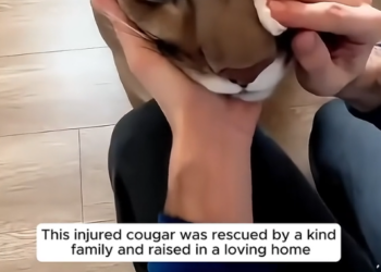 E0505011 This injured cougar was rescued by a kind family and raised in a loving home (Part 2)