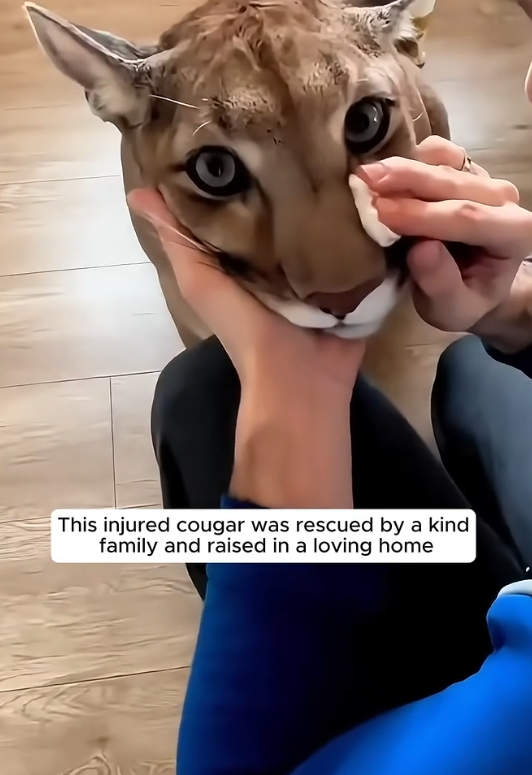 E0505011 This injured cougar was rescued by a kind family and raised in a loving home (Part 2)