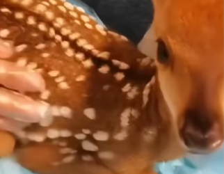 E0505012 This family rescued a baby deer that fell into the water and then (Part 2)