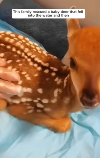 E0505012 This family rescued a baby deer that fell into the water and then (Part 2)