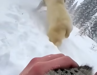 X0605005 A Tiny Wild Cat Hid In My Tent From a Tiger. Then a Polar Bear Showed Up  (Part 2)