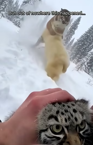 X0605005 A Tiny Wild Cat Hid In My Tent From a Tiger. Then a Polar Bear Showed Up (Part 2)
