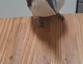 E0605001 This family rescued a trapped kookaburra and then this happened (Part 2)