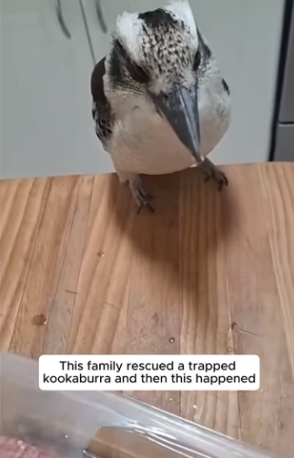 E0605001 This family rescued a trapped kookaburra and then this happened (Part 2)