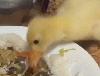 E0605005 This family rescued a trapped baby goose and made it part of their family (Part 2)