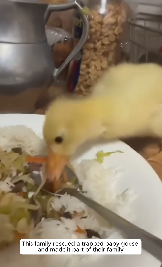 E0605005 This family rescued a trapped baby goose and made it part of their family (Part 2)