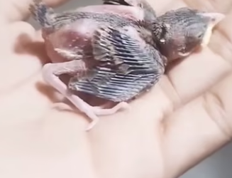 E0605007 This family rescued a newborn sparrow that had no mother and adopted it (Part 2)