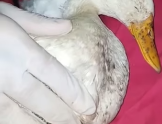 E0605013 This man rescued a poor duck and raised it in his loving home (Part 2)