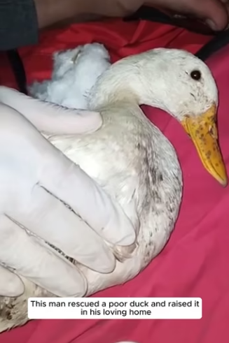E0605013 This man rescued a poor duck and raised it in his loving home (Part 2)