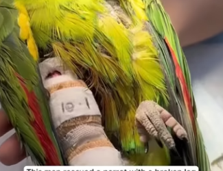 E0605014 This man rescued a parrot with a broken leg and nurtured it with love (Part 2)