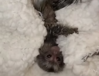 E0605016 This woman rescued a motherless baby marmoset and adopted it (Part 2)
