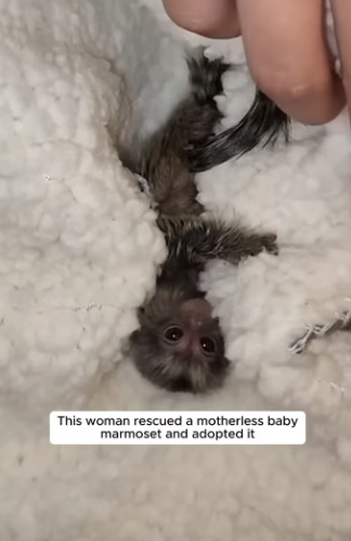 E0605016 This woman rescued a motherless baby marmoset and adopted it (Part 2)