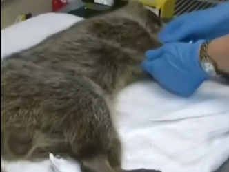 E0605018 This man rescued an injured raccoon and raised it in a warm home (Part 2)