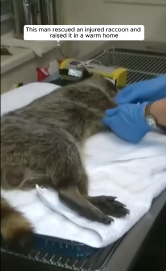 E0605018 This man rescued an injured raccoon and raised it in a warm home (Part 2)