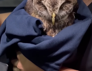 E0605009 This girl rescued an injured owl lying on the road and adopted it (Part 2)