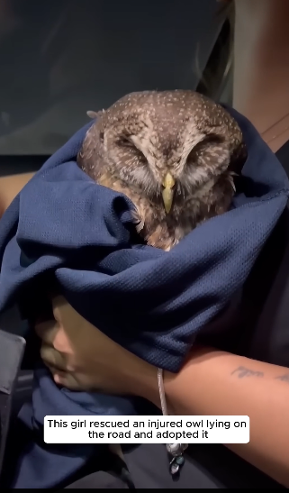 E0605009 This girl rescued an injured owl lying on the road and adopted it (Part 2)