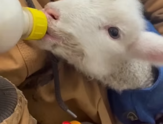 E0605022 This family rescued a trapped baby lamb and raised it in their loving home (Part 2)