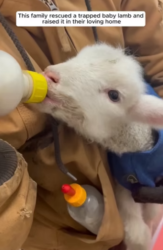 E0605022 This family rescued a trapped baby lamb and raised it in their loving home (Part 2)
