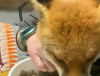 E0605024 This poor fox was rescued by kind people, and then this happened (Part 2)