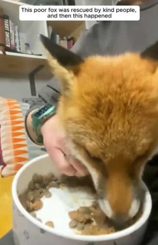 E0605024 This poor fox was rescued by kind people, and then this happened (Part 2)