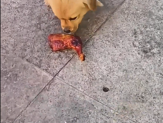 J1105002 Help stray dogs! (Part 2)