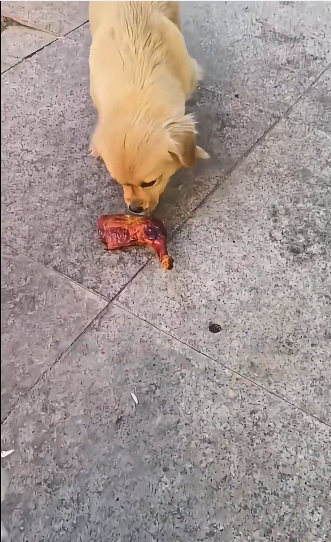 J1105002 Help stray dogs! (Part 2)