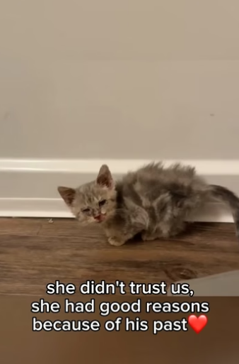 V0605012 This cat deserves everything (Part 2)