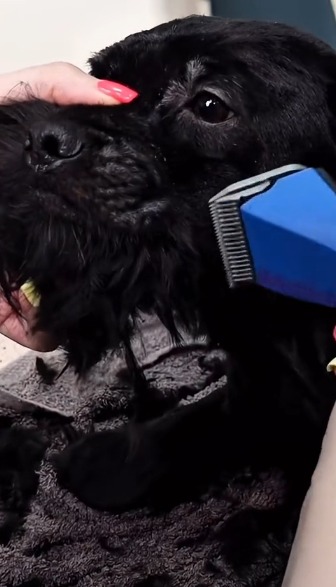 L1105002 Incredible Dog Grooming Transformation  (Part 2)