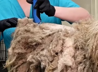 L1105003 Incredible Dog Grooming Transformation  (Part 2)