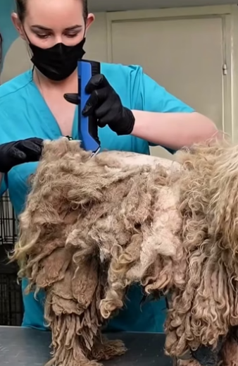 L1105003 Incredible Dog Grooming Transformation  (Part 2)