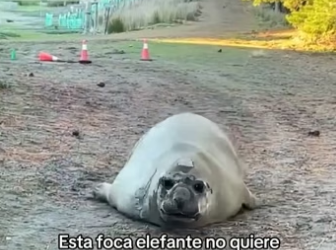 O1105006 Los animales son tan puros (Part 2)