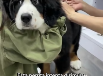 O1505002 Los animales son preciosos (Part 2)