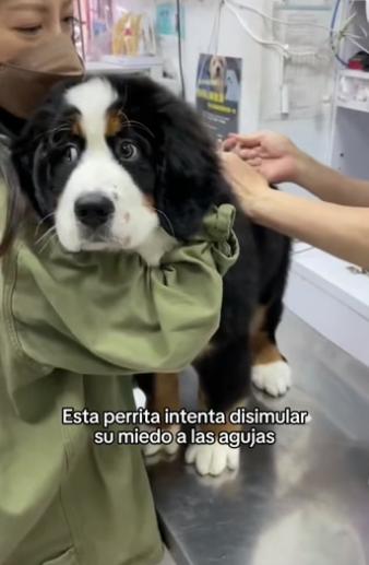 O1505002 Los animales son preciosos (Part 2)