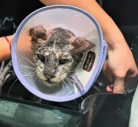 V1505001 This man saw an abandoned cat and rescued him (Part 2)