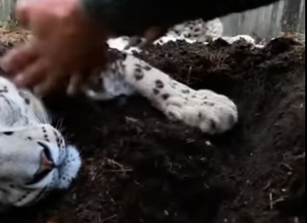 X1105002 A Snow Leopard Cub was holding her dead mother’s Paw in the Forest in Montana (Part 2)