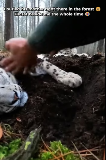 X1105002 A Snow Leopard Cub was holding her dead mother’s Paw in the Forest in Montana (Part 2)