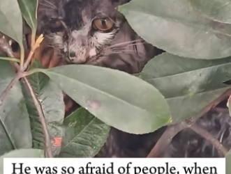V1505004 This man saw a cat covered in dirt and rescued him  (Part 2)